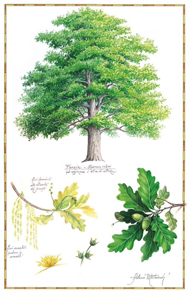 Quercia